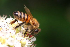 bee