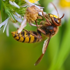 hornet