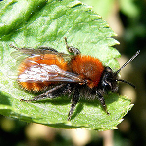 solitary Bee