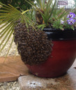 Swarm of bees on flower pot